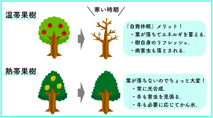 マンゴーなどの熱帯果樹の特徴は リンゴなどの温帯果樹と比較して詳しく理解する 糸満フルーツ園 けんちゃん