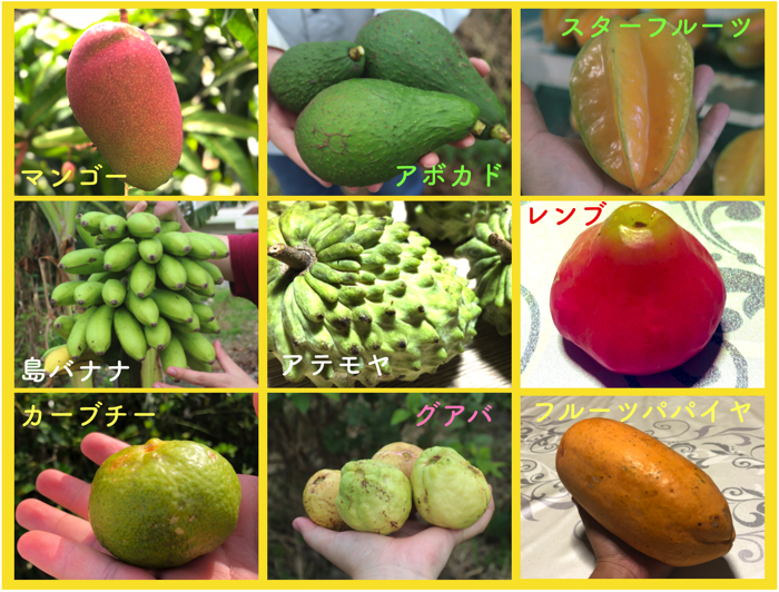 マンゴーなどの熱帯果樹の特徴は リンゴなどの温帯果樹と比較して詳しく理解する 糸満フルーツ園 けんちゃん