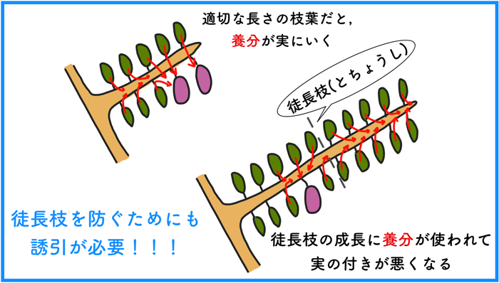 誘引 果樹の生産者が栽培に必要不可欠な 誘引 ゆういん の方法について徹底解説 糸満フルーツ園 けんちゃん