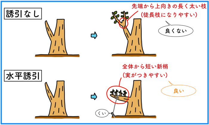 誘引 果樹の生産者が栽培に必要不可欠な 誘引 ゆういん の方法について徹底解説 糸満フルーツ園 けんちゃん