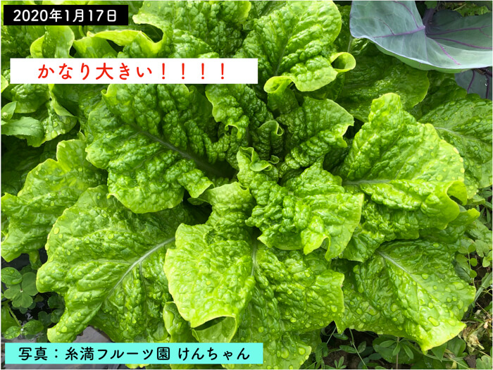 焼肉と一緒でおなじみのチマサンチュ 実は栄養豊富な野菜なのです 糸満フルーツ園 けんちゃん
