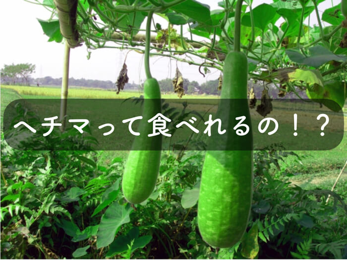 ヘチマは沖縄方言で ナーベーラー かつては鍋洗いの道具だったとか 糸満フルーツ園 けんちゃん