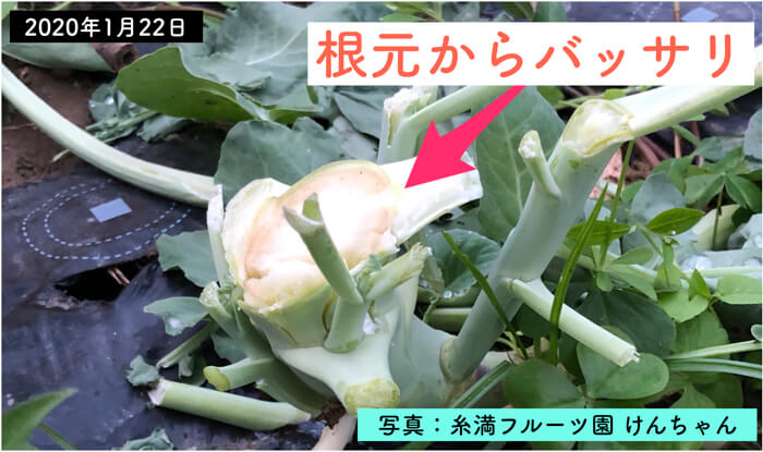 農業失敗談 第2回 茎ブロッコリー 絶対にやってはいけない収穫 根元から叩っ斬る 糸満フルーツ園 けんちゃん