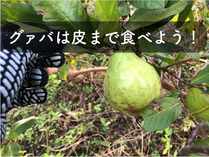 通信販売 S9.12 3種のグァバのたね グァバSeed フルーツ種子 熱帯果樹たね