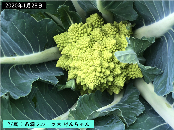 ロマネスコを植えました その栄養素や効能まで紹介します 糸満フルーツ園 けんちゃん