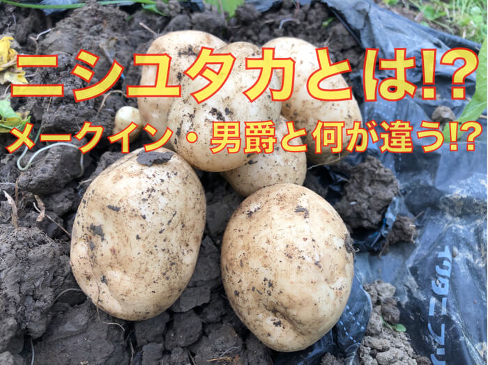 煮崩れしにくいじゃがいも「ニシユタカ」！種芋を植えて２ヶ月がたちました！【メークイン・男爵との比較】