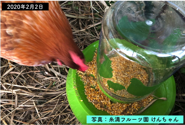 鶏小屋の掃除 ニワトリに餌をあげる容器 チキンフィーダー を買いました 糸満フルーツ園 けんちゃん