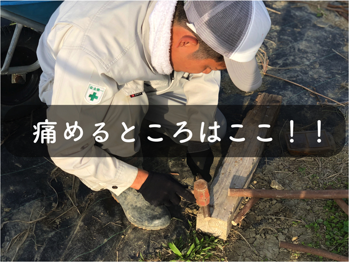 増殖 植物の増やし方 もしくは増え方 有性生殖と無性生殖 糸満フルーツ園 けんちゃん