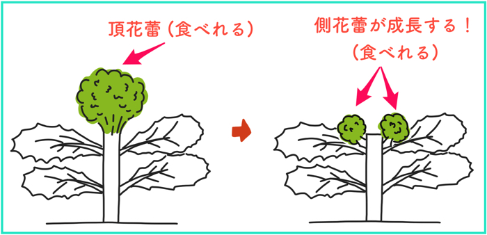 ブロッコリー収穫後 横からニョキニョキと側花蕾 そくからい が生えてきました ピクセル 糸満フルーツ園 けんちゃん