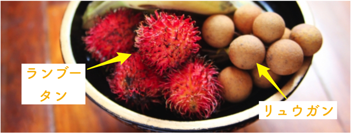 希少フルーツ 東南アジアで有名なリュウガンってどんなフルーツ 糸満フルーツ園 けんちゃん