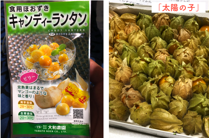 沖縄で実際に栽培しているおいらが 食用ほおずき フルーツほおずき を徹底的に解説します 特徴 栽培 糸満フルーツ園 けんちゃん