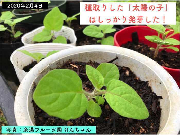 沖縄で実際に栽培しているおいらが 食用ほおずき フルーツほおずき を徹底的に解説します 特徴 栽培 糸満フルーツ園 けんちゃん