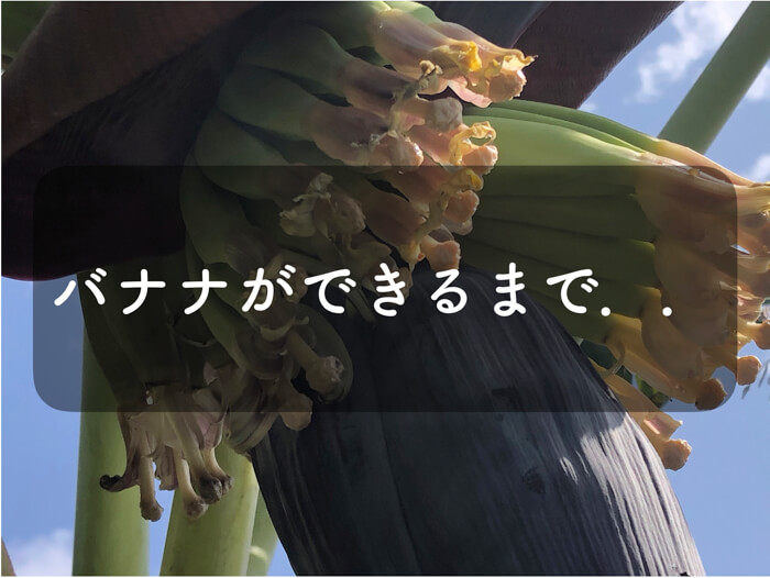 【バナナ栽培1】バナナ生産者が，成長過程を紹介！また特徴や栽培方法まで！詳しい解説付き！