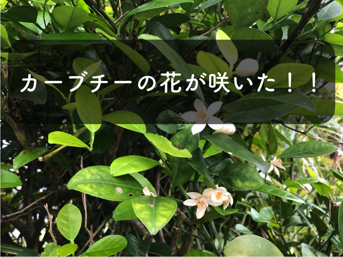 沖縄みかん「カーブチー」の花が咲き，小さい果実がポツポツと！！
