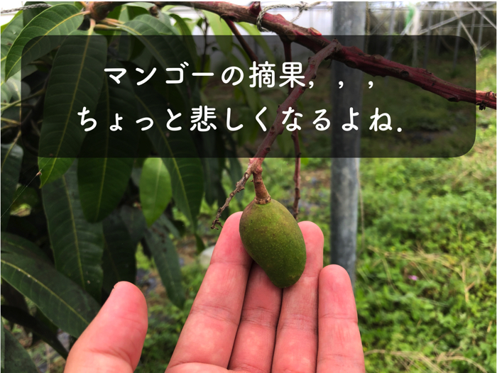 マンゴー栽培9 沖縄県のマンゴー栽培の礎 基本的なことを学ぶ 糸満フルーツ園 けんちゃん