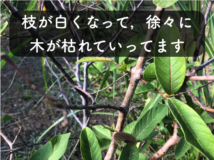 【グァバ栽培1】枝が白くなって，徐々に木が枯れていってます【病害虫】