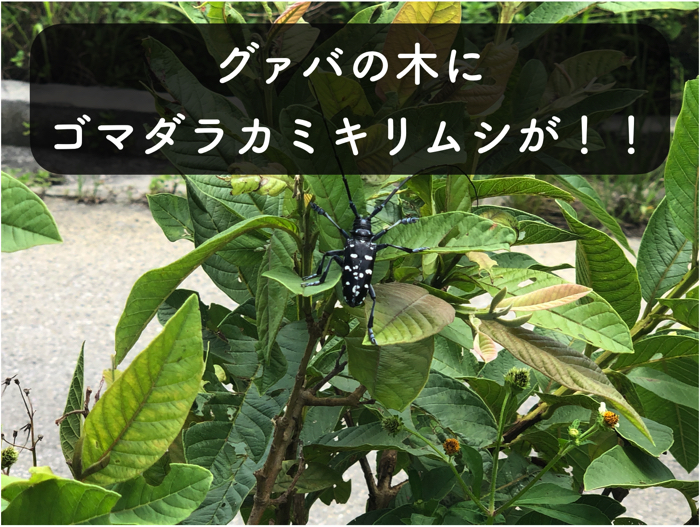 【グァバ栽培2】グァバの木にゴマダラカミキリムシが発生！めちゃくちゃ食べられる！！