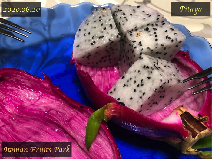 ドラゴンフルーツの花の蕾の天ぷらの作り方と味について 超美味しい 糸満フルーツ園 けんちゃん