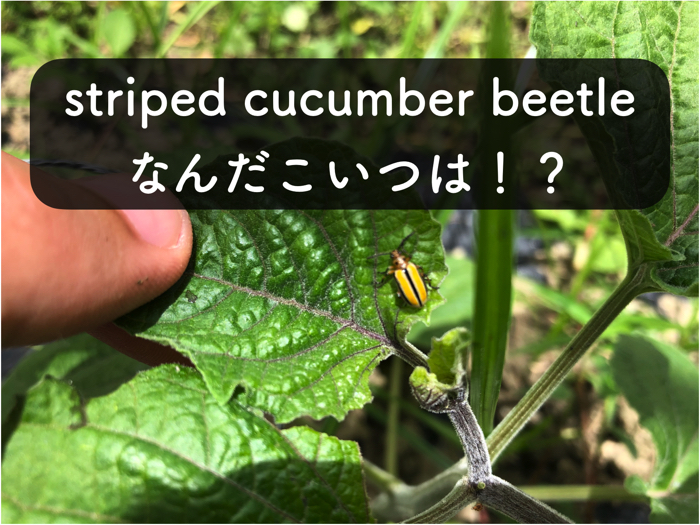 striped cucumber beetle！？ハムシ系の虫の特徴や防除方法について！