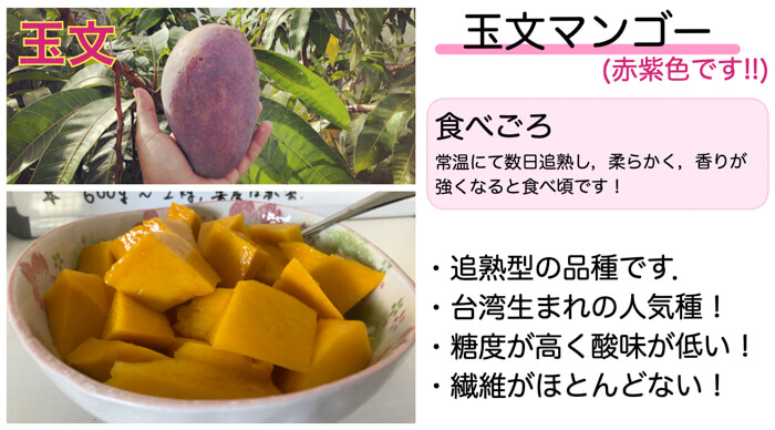 新作送料無料 沖縄 マンゴー 2種 玉文マンゴー ミニマンゴー