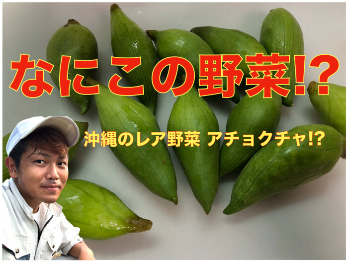 アチョクチャという珍しい野菜！沖縄でたまに見かける！おすすねレシピは！？【動画解説】