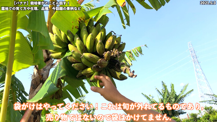バナナ栽培5】栽培者が教えるバナナ栽培！育て方！バナナについて 