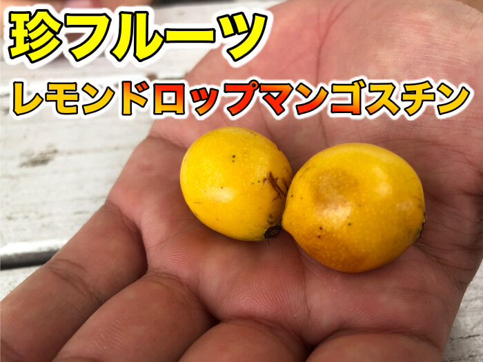 【珍フルーツ】レモンドロップマンゴスチンとは！？食レポ・糖度計測まで！