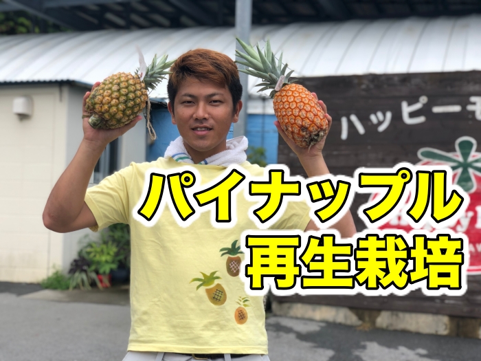 【再生栽培】スーパーのパイナップルの上部のヘタを使って！【食べ終わったら植えてみよう】