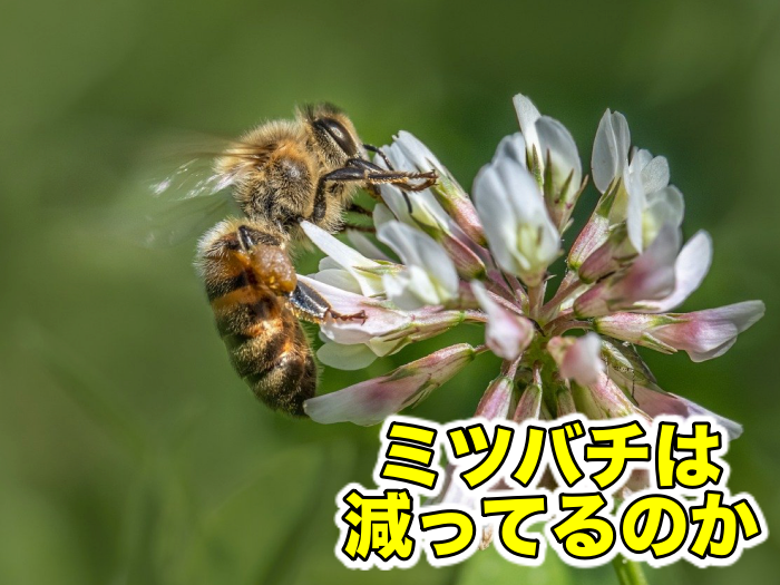 【蜜蜂と農薬】ミツバチは減少してるのか？減少しているのであれば理由は何？