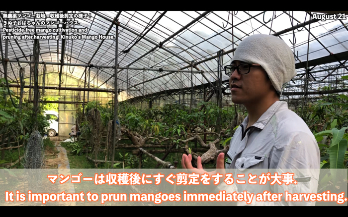 マンゴー栽培12 マンゴーの収穫後の剪定について 糸満フルーツ園 けんちゃん