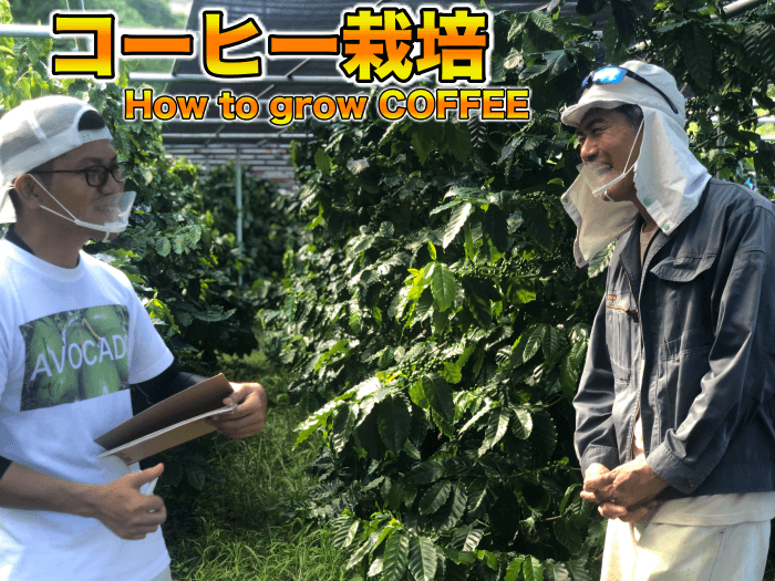 【プロ農家に聞く！】コーヒーの育て方，栽培環境，管理，剪定，病害虫など！