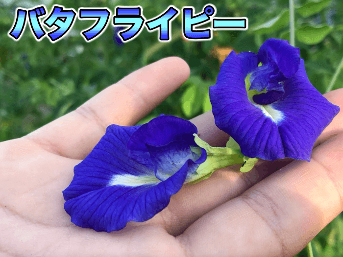 【超簡単】バタフライピーの放任栽培．花を使ったハーブティーの作り方．