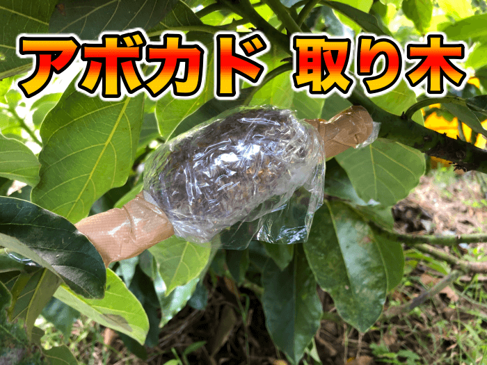【アボカド栽培43】アボカドの取り木のやり方．