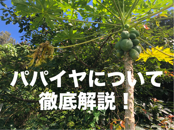 【栽培者がシェア！】パパイヤ（パパイア: Carica papaya）について徹底的に解説！