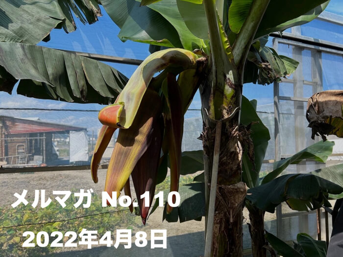 保護中: 【No.110】85歳のおじぃから学ぶバナナ栽培！アボカド，実生果実の遺伝的な特性，定性的評価！呪術廻戦から得たもの．