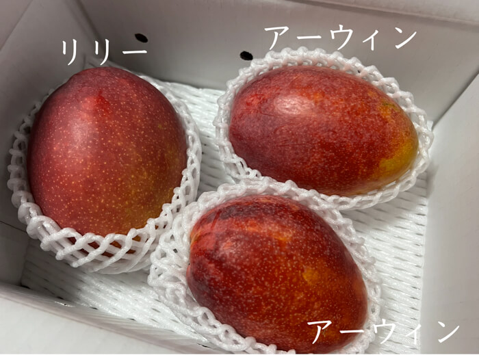 【先着順】無農薬マンゴー2品種食べ比べセット！
