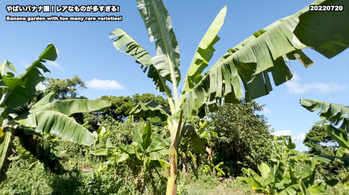 サイアムルビー 子株付き 斑入り バナナ インテリア小物 植物/観葉植物