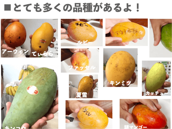 ３年間で食べた17種のマンゴーの総集編動画を公開した！