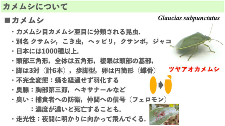 【害虫シリーズ】対策7つ!カメムシの生態を徹底的に理解して防除する! | 糸満フルーツ園 けんちゃん