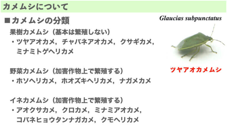 【害虫シリーズ】対策7つ!カメムシの生態を徹底的に理解して防除する! | 糸満フルーツ園 けんちゃん