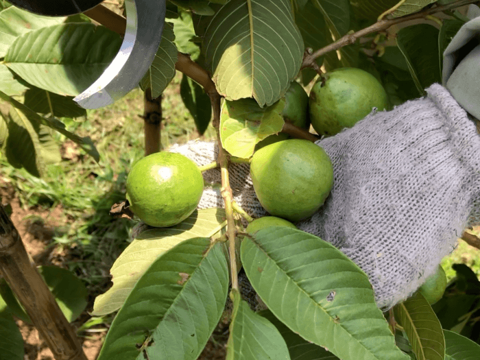 【台湾直伝】グァバの木の作り方と果実を沢山とるための剪定術【動画解説】