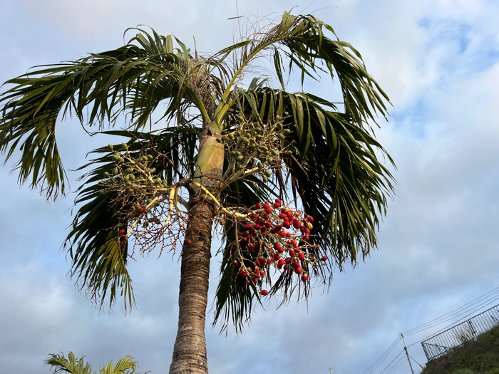 沖縄の街路樹によくある「マニラヤシ」について！クリスマスヤシとも！